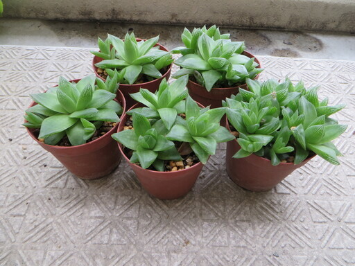 多肉植物ハオルチア宝草 かつ 熊本のその他の中古あげます 譲ります ジモティーで不用品の処分 多肉植物ハオルチア宝草 かつ 熊本のその他の中古あげます 譲ります ジモティーで不用品の処分