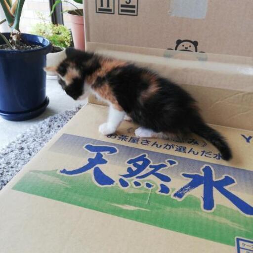 生後３ ４週間 三毛猫の子猫 54 白庭台の猫の里親募集 ジモティー