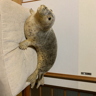 アザラシの剥製