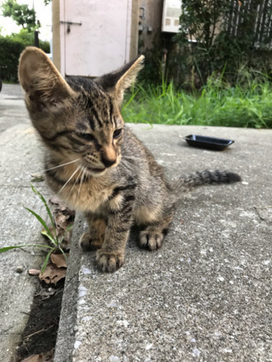 子猫 オスのキジトラ 大阪府堺市堺区の三宝公園に居ました トモハル 堺の猫の里親募集 ジモティー