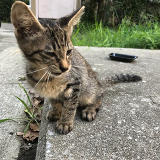 子猫 オスのキジトラ。大阪府堺市堺区の三宝公園に居ました。