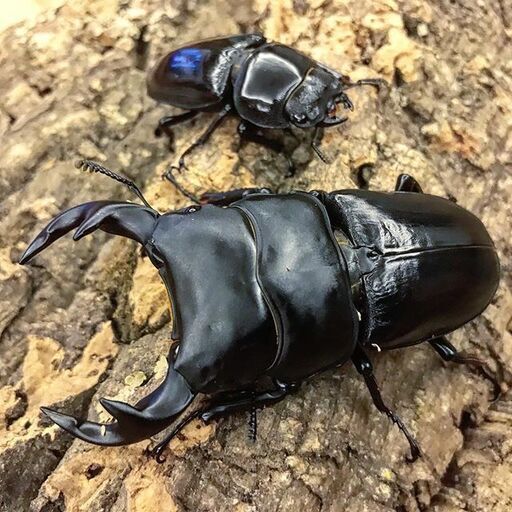 オオクワガタ 70mm