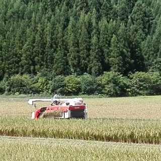 ☆★送料無料　令和元年産　新米　予約販売　　コシヒカリ　新潟県五...