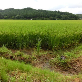☆★送料無料　令和元年産　新米　予約販売　　コシヒカリ　新潟県五泉市村松産　農家直送　自家用米　30ｋ
