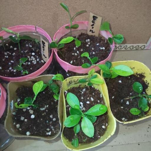 令和元年発芽 セミノールミカン新芽苗 キュー 成岩のその他の中古あげます 譲ります ジモティーで不用品の処分