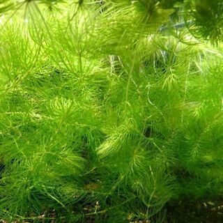 水草マツモ&浮き草アマゾンフロッグビット