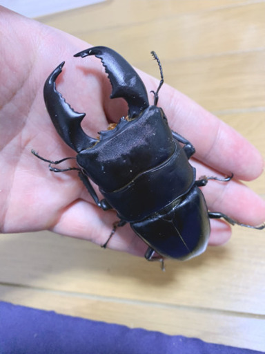 スマトラヒラタ極太血統