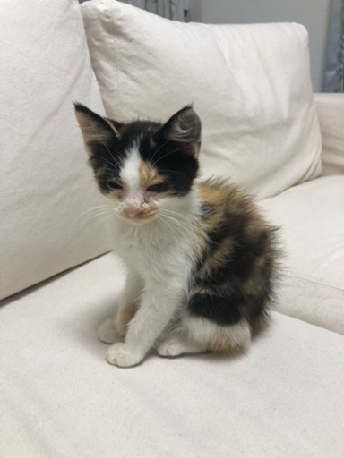 甘えたい盛りの野良猫保護 元気 浜野の猫の里親募集 ジモティー