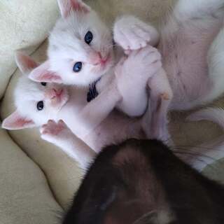 子猫3匹