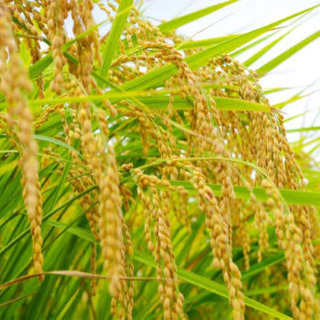 ◆今年度新米◆無農薬 あきたこまち 玄米10㌔～販売!!