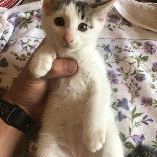 生後２ヶ月の仔猫