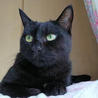 再募集です。可愛い声、素敵な瞳の黒猫ちゃん♀️💕 - 津島市