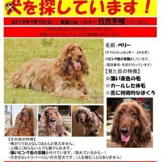 犬が行方不明です。 - 豊中市