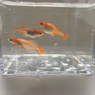 ★心美めだか★特別販売  プラチナ牡丹メダカ主親 3匹