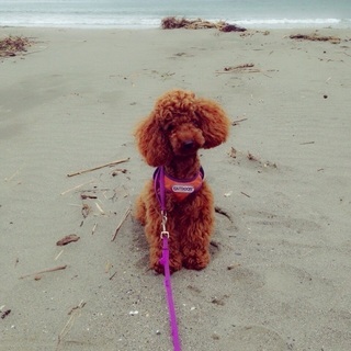 トイプードル 成犬6才 女の子 くらら 大阪のトイプードルの里親募集 ジモティー