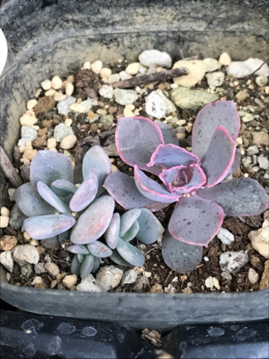 多肉植物 デビー ピンクフリル 抜き苗 ユキ 湖北のその他の中古あげます 譲ります ジモティーで不用品の処分