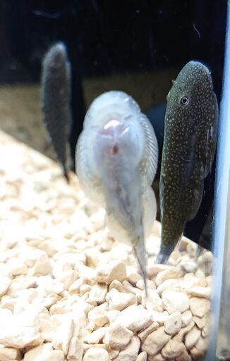 ボルネオプレコ 熱帯魚 アクアリウム 水槽 水草 レイアウト ジモティーアクア 宮之阪のその他の中古あげます 譲ります ジモティーで不用品の処分