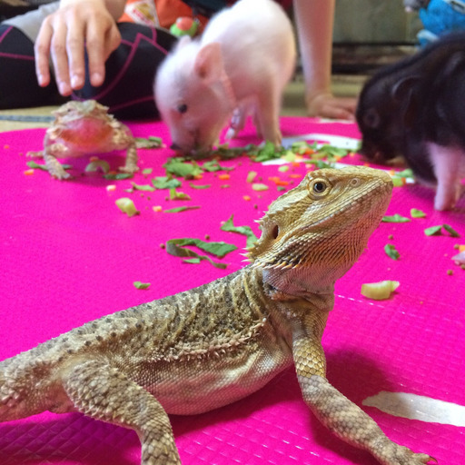 動物の世話 ８ 29土朝晩 30朝 時給１５００円 Tacora 元町の軽作業の無料求人広告 アルバイト バイト募集情報 ジモティー