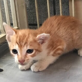 子猫シロ茶1.5ヵ月