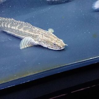 カミハタ　ビキールビキール証明書付き カミハタ ビキールビキール証明書付き