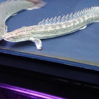 カミハタ　ビキールビキール証明書付き