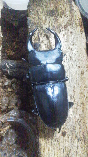 国産オオクワガタ ♂ F3 福島県産