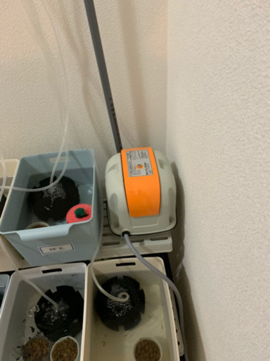 メダカ