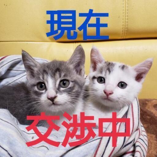 可愛い姉弟の子猫２匹です あずにゃん 武蔵小杉の猫の里親募集 ジモティー