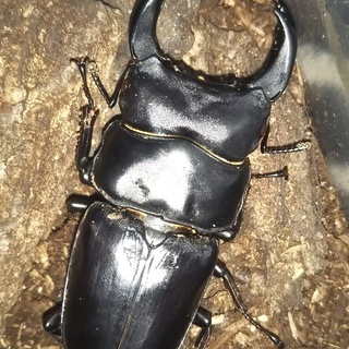 大型オオクワガタ オス単品 オオクワおじさん 石神井公園のその他の中古あげます 譲ります ジモティーで不用品の処分 大型オオクワガタ オス単品 オオクワおじさん 石神井公園のその他の中古あげます 譲ります ジモティーで不用品の処分