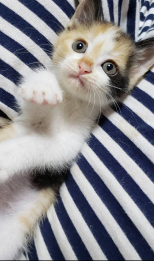 可愛い子猫ちゃんの里親さんになって下さい リスザルのモモ 前橋の猫の里親募集 ジモティー 可愛い子猫ちゃんの里親さんになって下さい リスザルのモモ 前橋の猫の里親募集 ジモティー