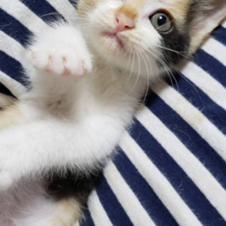 可愛い子猫ちゃんの里親さんになって下さい リスザルのモモ 前橋の猫の里親募集 ジモティー 可愛い子猫ちゃんの里親さんになって下さい リスザルのモモ 前橋の猫の里親募集 ジモティー