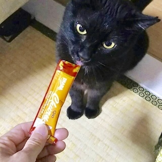 甘えん坊の黒猫くーちゃん