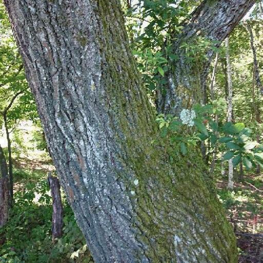 ナラ   立木で販売します。その２  １１月２３日伐採します。 ナラ 立木で販売します。その2 11月23日伐採します。