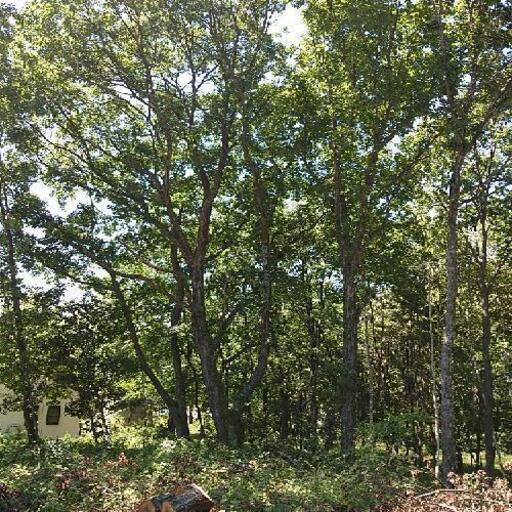 ナラ 立木で販売します。その2 11月23日伐採します。