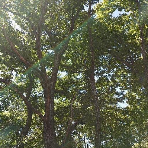 ナラ 立木で販売します。その2 11月23日伐採します。