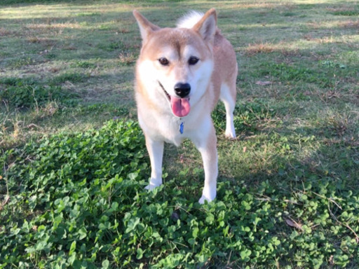 8歳柴犬 里親募集しております まっさん 船橋の柴犬の里親募集 ジモティー