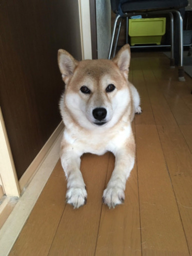 8歳柴犬 里親募集しております まっさん 船橋の柴犬の里親募集 ジモティー