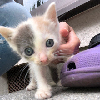 再募集！かわいい三毛猫です。の画像