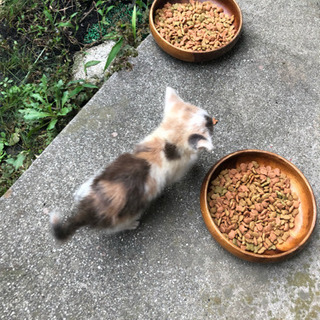 再募集！かわいい三毛猫です。 - 猫