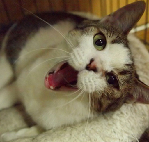 甘えん坊のアイドル猫りんごちゃんメス人間にも猫にも大人気 (ちぇりこ 
