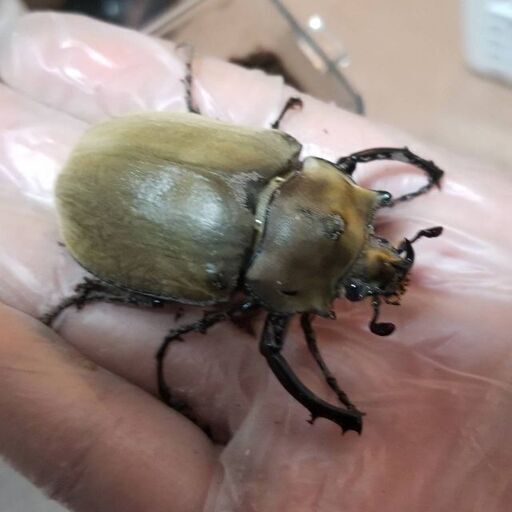 エレファスゾウカブト　♂️1 ♀️2
