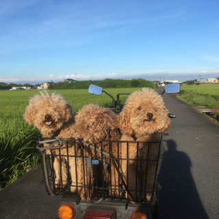団塊ジュニアのミリタリー ジャイロ