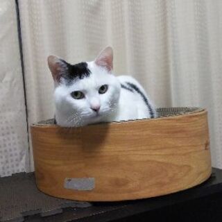 《急募》猫を飼ってくださる方を探しています - 猫