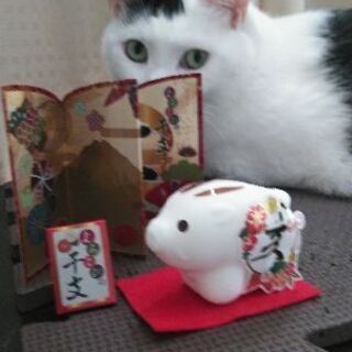《急募》猫を飼ってくださる方を探しています − 神奈川県