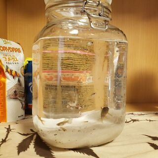 グッピーや ベタ コリドラス のり巻き 篠ノ井のその他の中古あげます 譲ります ジモティーで不用品の処分