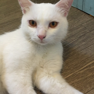 白猫のオスを保護しています − 栃木県