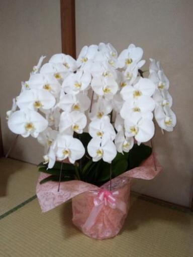 取引中　胡蝶蘭　生花　5本立　43輪　A