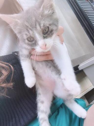 可愛い子猫ちゃん まゆさん 吉野川の猫の里親募集 ジモティー