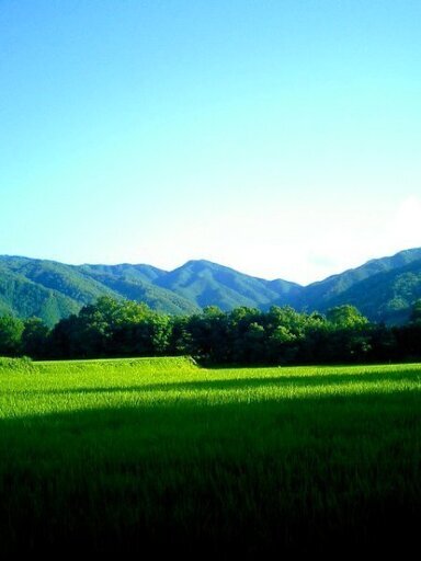食味値90前後！美味しい新米！有機肥料栽培の山口県阿東産コシヒカリ玄米３０ｋｇ【９月６日に稲刈りしたばかりです