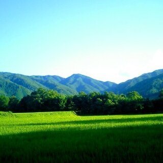 食味値90前後！美味しい新米！有機肥料栽培の山口県阿東産コシヒカリ玄米３０ｋｇ【９月６日に稲刈りしたばかりです